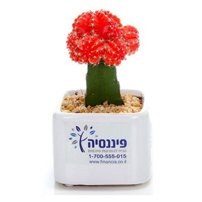 קקטוס צבעוני בעציץ קרמיקה ממותג - ארץ הצבר