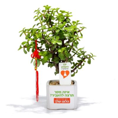 עץ האושר בונסאי ממותג