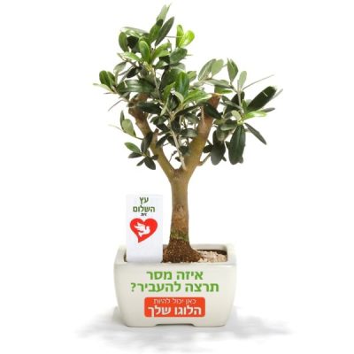 עץ זית ננסי ממותג 'מיני אוליב' – מתנה לעובדים